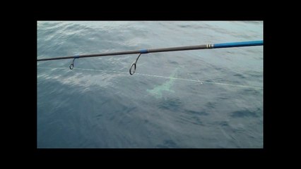 Huge Hammerhead Shark Up-Close Hubbards Marina | Deep Sea Fishing Trips Johns Pass FL | http://www.HubbardsMarina.com