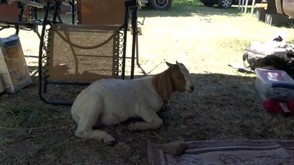 Willie goat chewing his cud