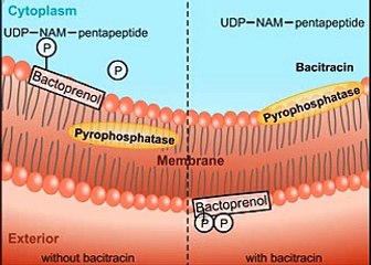 Antibiotics Cell Wall Inhibition HD Animation