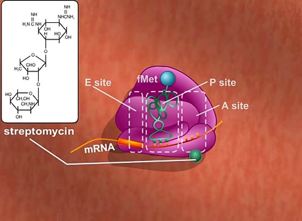 Antibiotics Protein Synthesis Inhibition