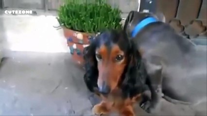 The Best Guilty Dogs Ever - Funny Dogs