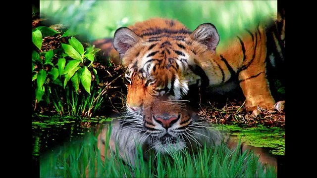 When Animals Attack!! Top 10 Worlds Most Dangerous, Deadly and Man Eating Animals!!