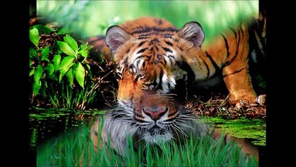 When Animals Attack!! Top 10 Worlds Most Dangerous, Deadly and Man Eating Animals!!