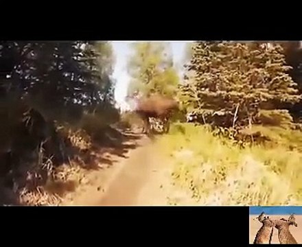 When Animals Attacks Humans 2016 - Wild Animals Attacks Compilation