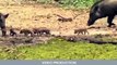 When Prey Fights Back - AMAZING Buffalo, Giraffe, Wild Boar vs Poor Lion, Crocodile, Hyenas