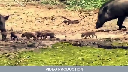 When Prey Fights Back - AMAZING Buffalo, Giraffe, Wild Boar vs Poor Lion, Crocodile, Hyenas