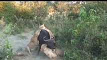 Animal Attacks Compilation 2016 - When Animals Attack   Big Battle Animals Real Fight #3 (2)