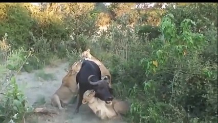 Animal Attacks Compilation 2016 - When Animals Attack   Big Battle Animals Real Fight #3 (2)