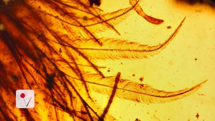 Tail Of A 99-Million-Year-Old Dinosaur Found in Fossilized Amber