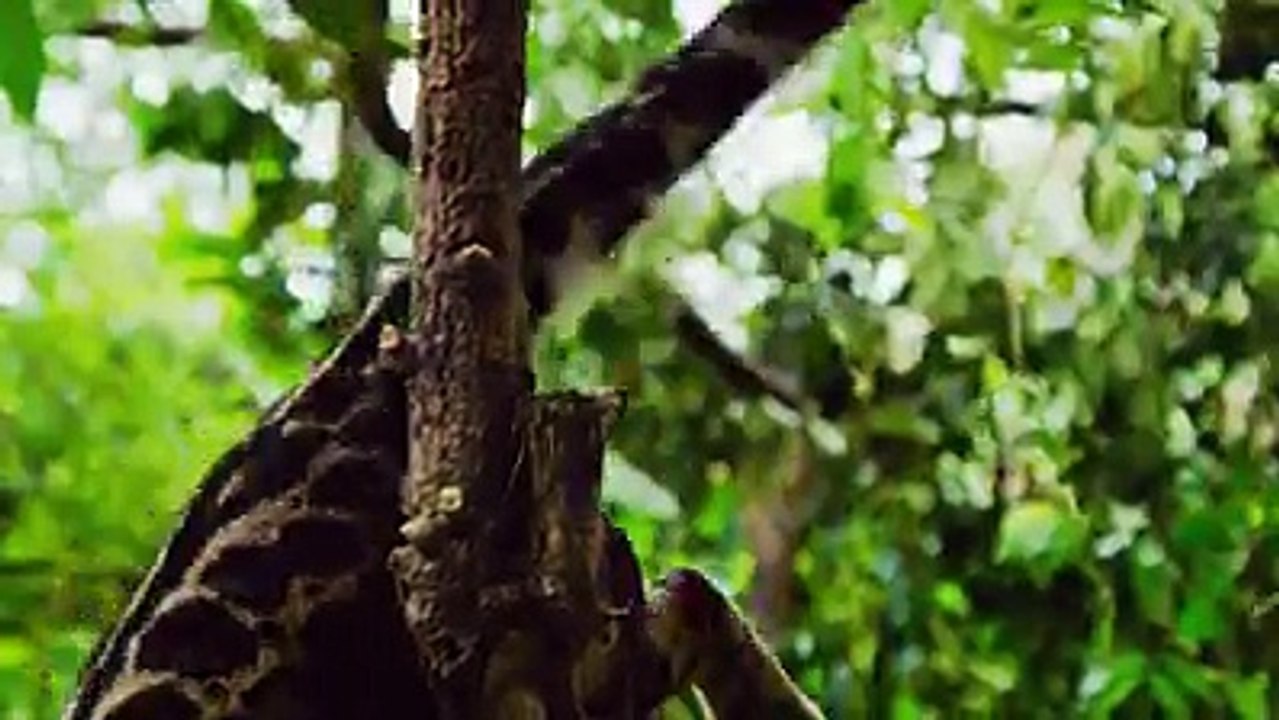 Clouded Leopard