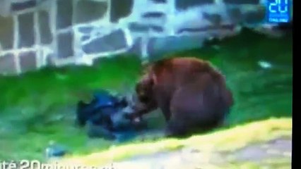 real Bear Attack trying to eat a man alive