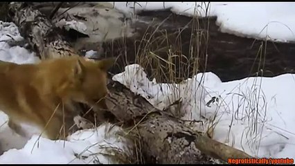 SHOCKING!! DOG vs RACCOON FIGHT - Angry Dog KILLS Raccoon