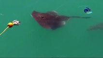 Stingray vs Great White Shark to grab the bait first!