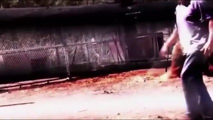 The bear killed the trainer. Only the choicest frames   Horrible bear attack on a person