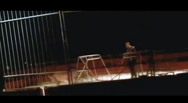 Tiger Attacks Its Trainer At Circus Raw Video
