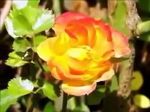 Beautiful Pashto Naat 2013 Best Naat pashto new naat