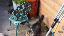 Gatos em tentativas de salto