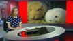BBC1_Look North (East Yorkshire & Lincolnshire) lunchtime news 8Dec16 - grey seal colony at Donna Nook