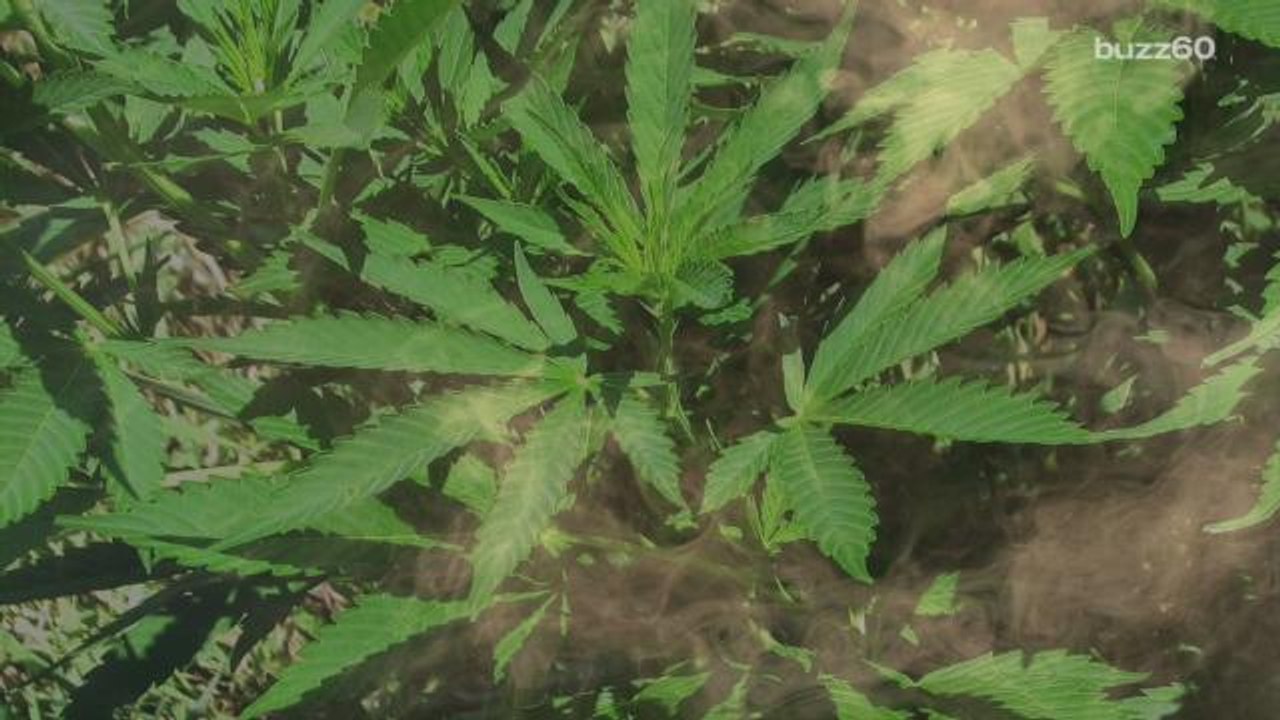 Regular Marijuana Use May Affect Vision