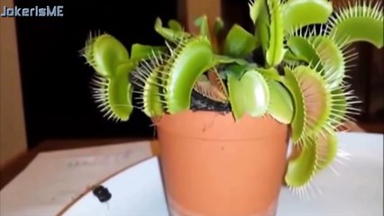 Funny videos 2016 : Stupid people doing stupid things