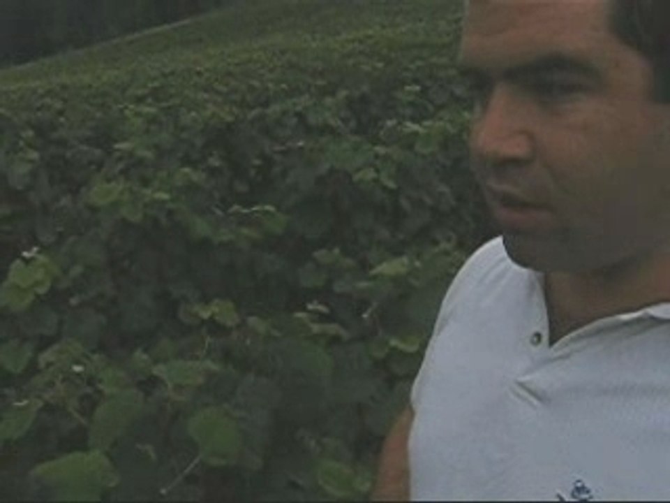 Beginning of the Harvest 2007 in Champagne