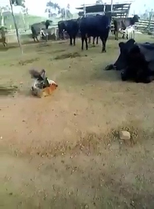whatsapp funny videos 3