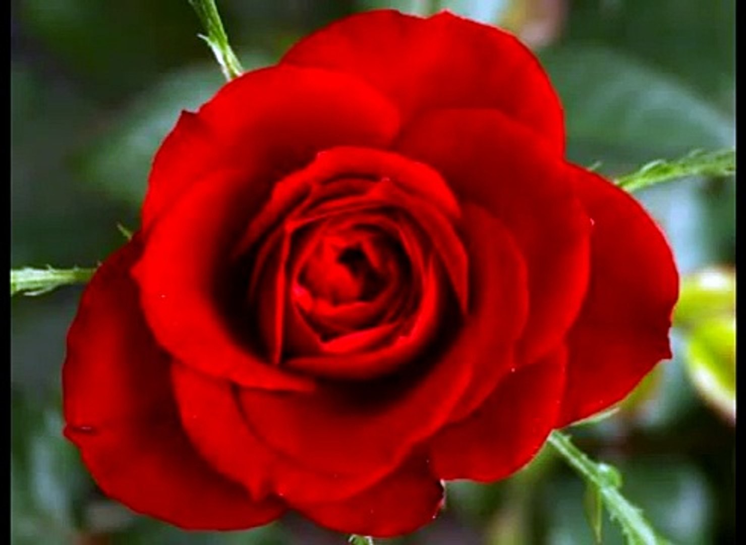 ⁣ISLAMGREEN34 VIDEO PAGE - AZERBAIJAN SLOW MUSIC AND FLOWERS