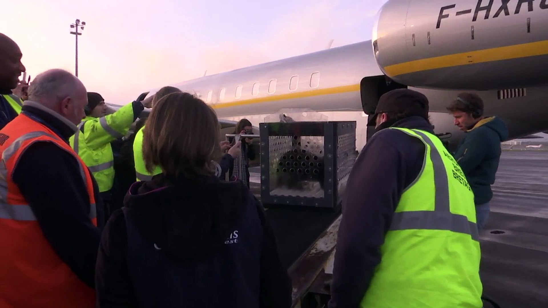 ⁣Endangered sea otters fly into France
