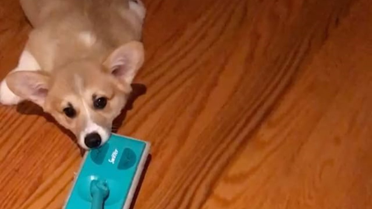 Helpful corgi