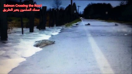Salmon Crossing the Road سمك السلمون يعبر الطريق
