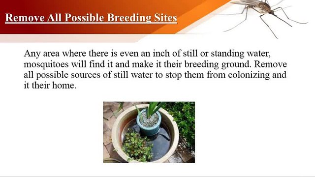 An Easy Guide to Getting Rid of Mosquitoes With Effective Home Remedies