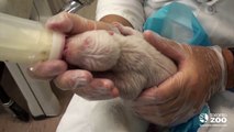 Toronto Zoo polar bear cub newborn