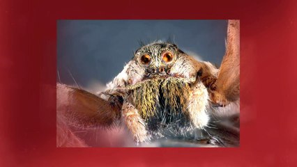 Pest Control McKinney TX