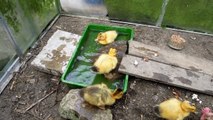 CUTE Ducklings Video - CUTE Ducks for Kids - PETS