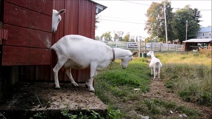 Goats Playing and Running - CUTE Goats for Kids - Funny ANIMALS