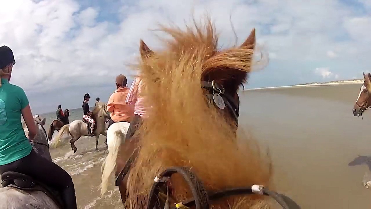 Horse Riding - Icelandic CUTE Horses for Kids