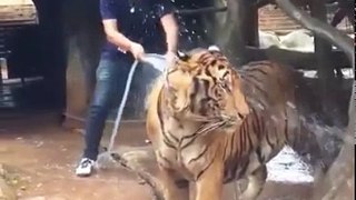 This Is How To Bathe A TIGER, Like A BOSS! THIS IS AMAZING funny video