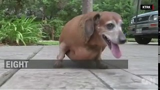 0:46 This 7-year-old dachshund lost half his body weight funny Video