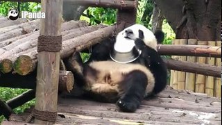 Pandas sleep everywhere, in every position-Funny Videos