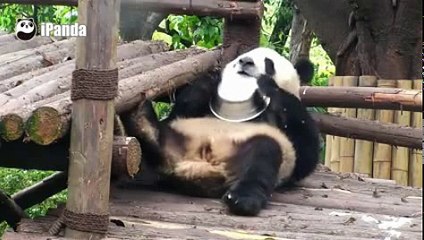 Pandas sleep everywhere, in every position-Funny Videos
