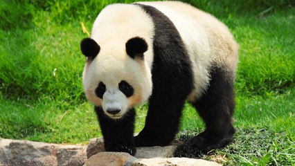 TOP 10 MOST ENDANGERED ANIMALS LIST 2016