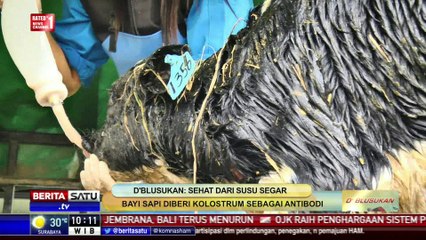 d’Blusukan: Sehat dari Susu Segar #1