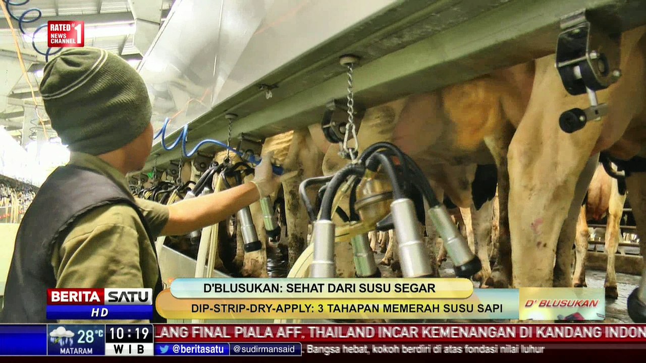 d’Blusukan: Sehat dari Susu Segar #2