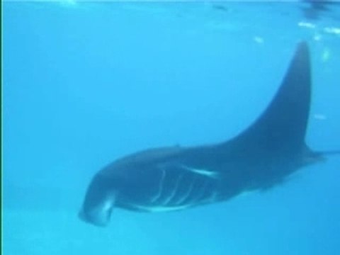 Raies mantas gura ici