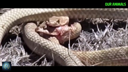 Watch these Snakes Fight to Death - Snake vs Snake!
