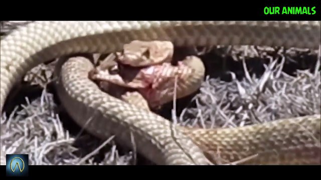 Watch these Snakes Fight to Death - Snake vs Snake!