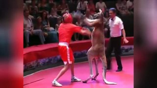 Man fights kangaroo Compilation - Best Funny Videos