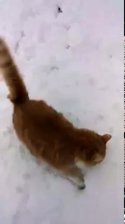 Ce chien se venge de tous les chats dans une vidéo hilarante