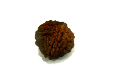 B18 N 2 Mukhi Rudraksha 3.147 gms | +91 022 24157317