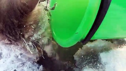 Ils sauvent un chat pris au piège dans la glace en Russie